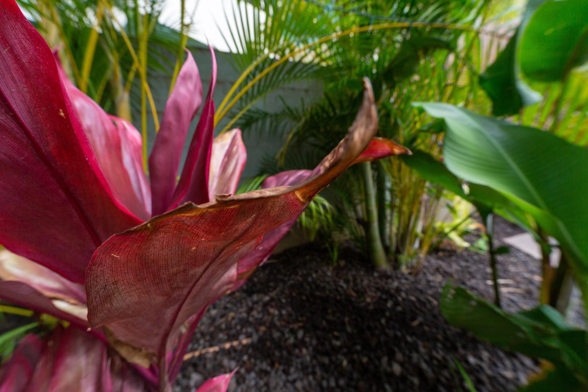 Plumeria Suite, 2-Bedrooms, Sleeps 6, Pool & Bbq, Pre-Renovation Summer Sale Kihei Exteriér fotografie
