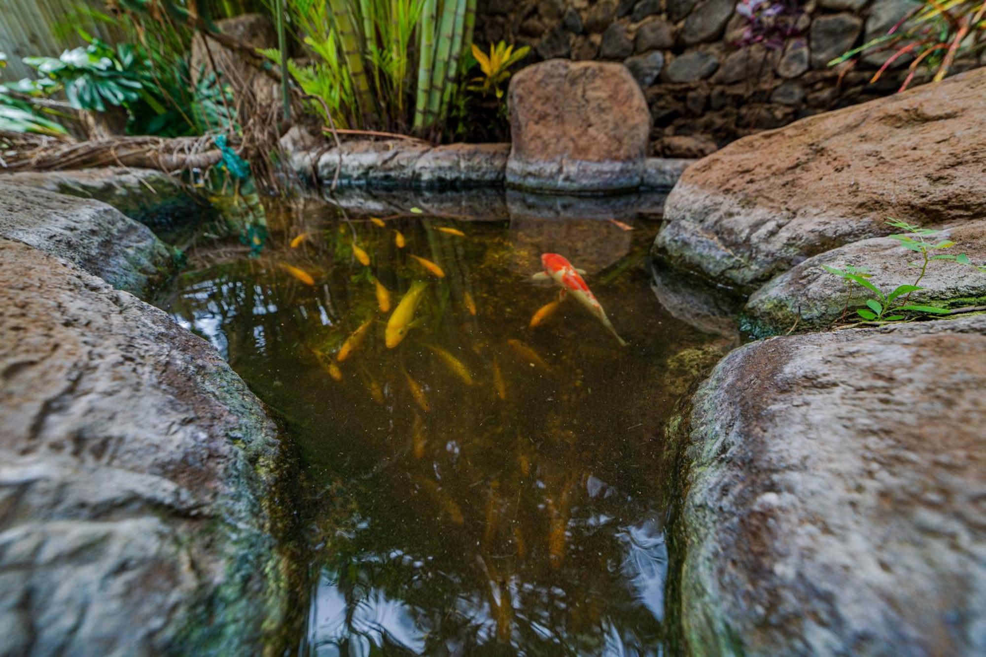 Plumeria Suite, 2-Bedrooms, Sleeps 6, Pool & Bbq, Pre-Renovation Summer Sale Kihei Exteriér fotografie